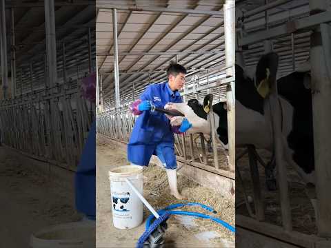 What This Man Is Doing With The Cow 🐮😳