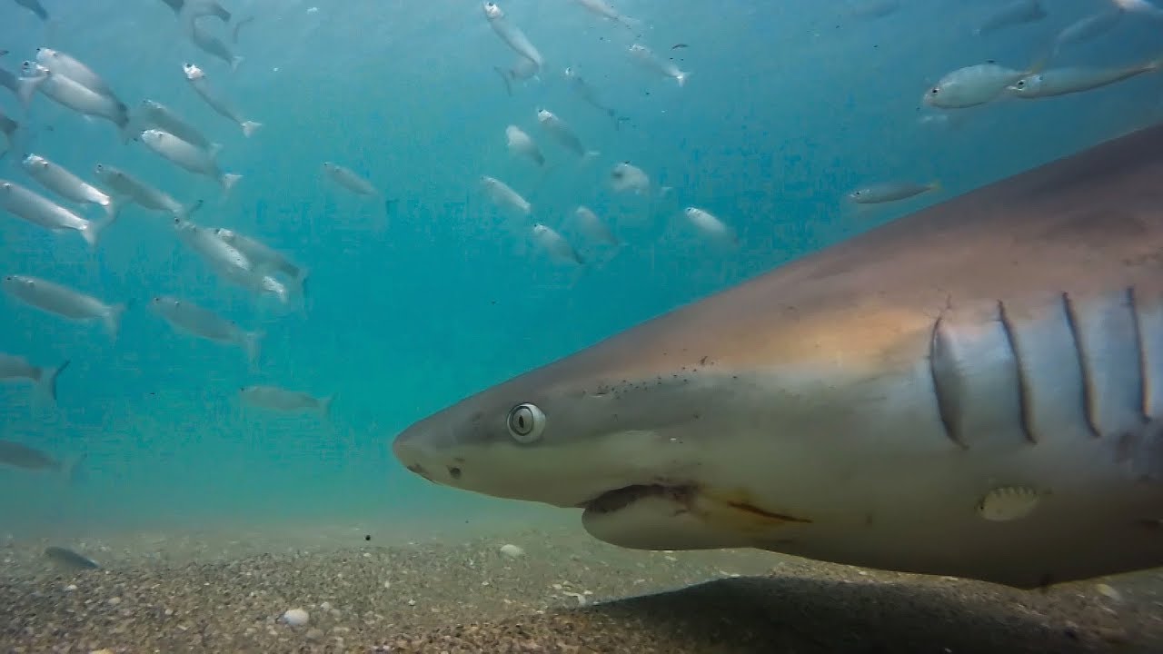 Sharks and Pelicans Feast on Millions of Fish Seven Worlds, One Planet BBC Earth