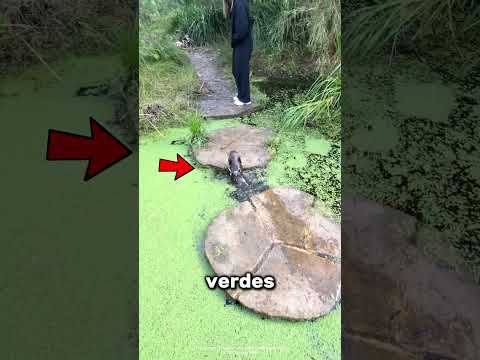 Este perrito no dejaba de caerse al río por un error tonto 😲