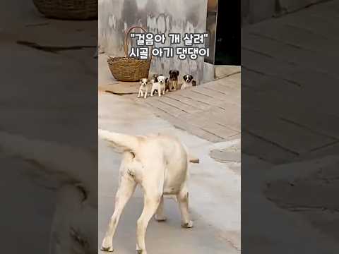 “걸음아 개 살려” 시골 아기 댕댕이 🐾👀 #shorts