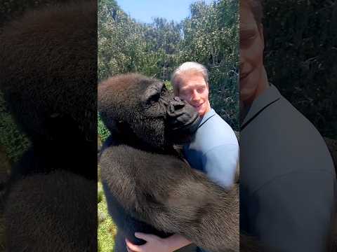 Man and Gorilla's Friendship 😱