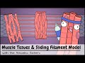 Exploring Muscle Tissues and the Sliding Filament Model