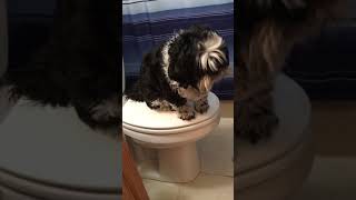 Dog on Toilet 🚽