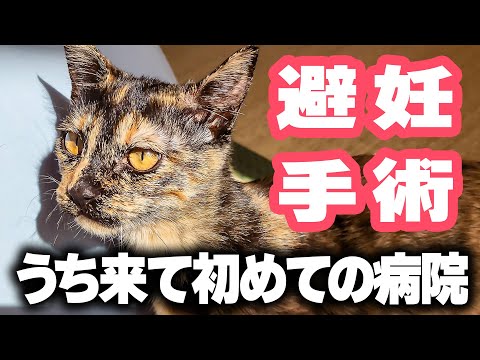 ちゃんこ避妊手術をする