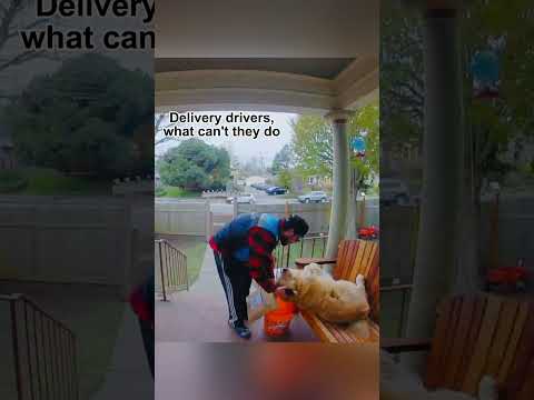 Funny golden retriever