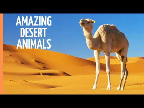 YouTube video thumbnail: Camels & Llamas Explained