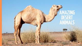 Camels & Llamas Explained | Ships of the Desert | Free High Quality Documentaries