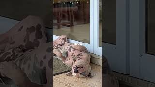 Sabías alguno de estos comportamientos? #perros #mascotas