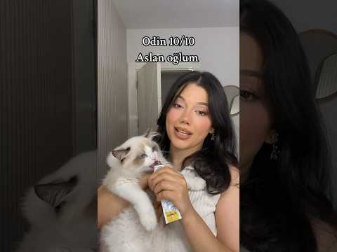 Siz ne çok hangi çocuğumu beğendiniz ? #shortvideo #shortvideos #ragdolls #keşfet #kedivideoları