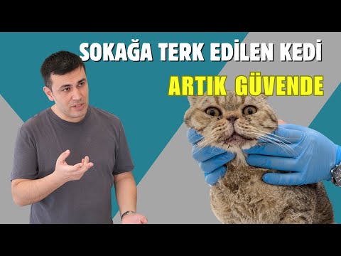 SOKAĞA TERK EDİLEN KEDİ! (ARTIK GÜVENDE)