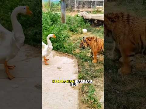 harimau yang dilatih bebek ‼️☺ #shorts #animals #viral