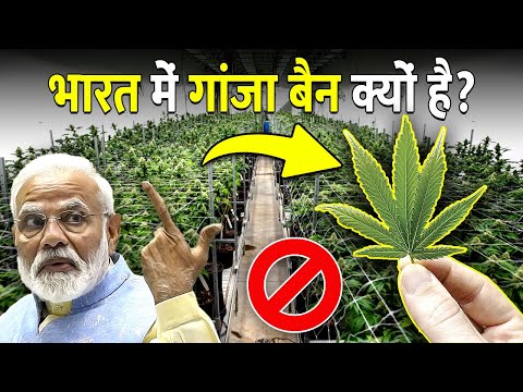 क्या वाकई गांजा, दुनियाभर में खुलेआम बिकने लगेगा? | Why the doors of the world opening for cannabis?