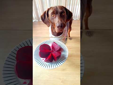 LA REMOLACHA ??? créditos @alfredolarin #perros #larin #remolacha