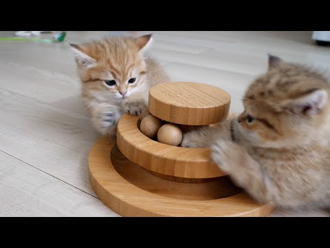 Kittens Rio and Rico are competitive and will compete with anything.