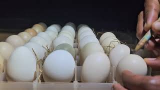 Caring for Young Chicks Without a Brooder | Natural Chick Care & Egg Collection for Hatching