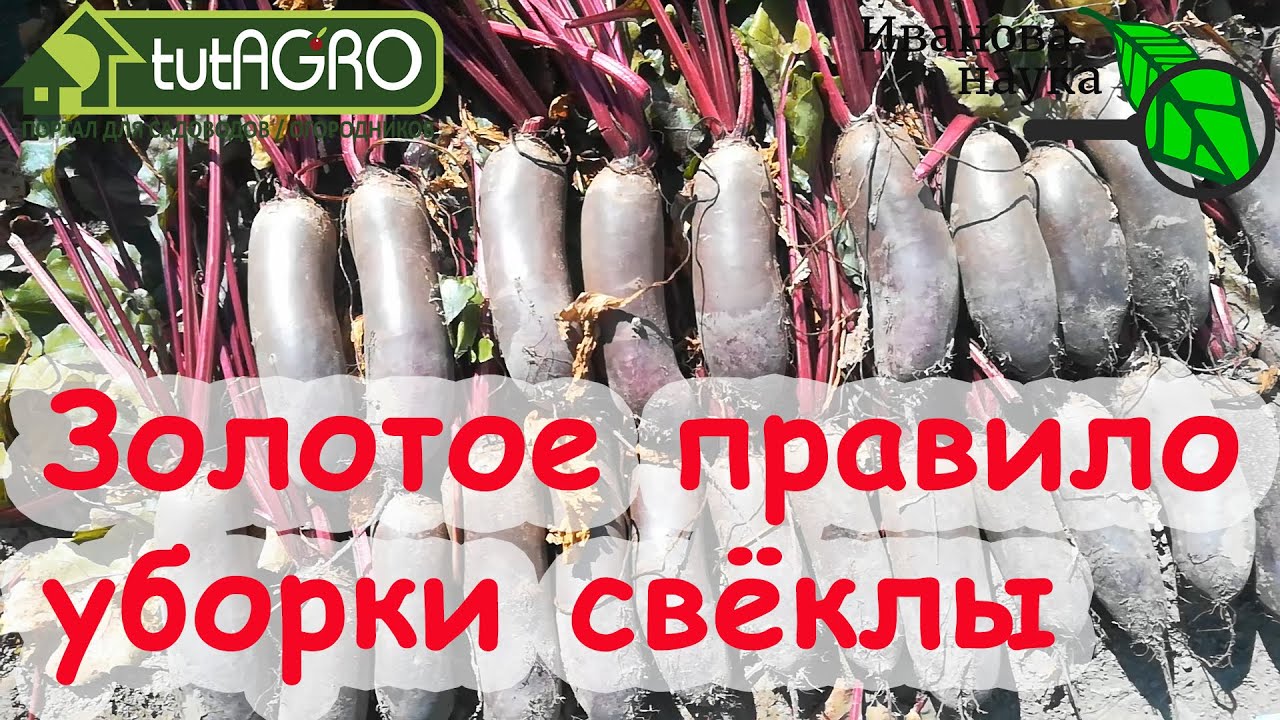 Вот почему свекла плохо хранится! Золотое правило уборки свёклы. Не торопитесь и урожай сохранится!