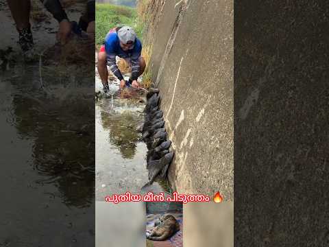 പുതിയ മീൻ പിടുത്തം #mallutraveler#fishingfreeks#shortsX#mallu#malayalam#m4tech