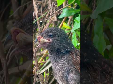 아기 새가 뱀을 선택하다 baby bird chooses snake