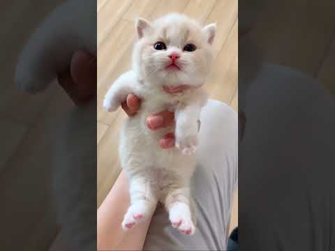 Cutest Animal Babies Ever! 😍