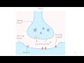 Nervous System Communication Concepts