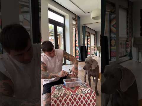 The dog is busy eating#shortvideo