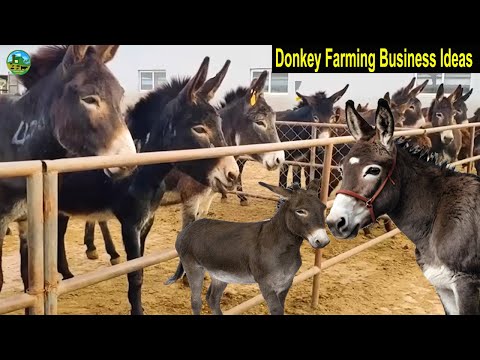 Donkey Farming - How to Start a Business Donkey Farm - Donkey Milk Rich in Nutrients and High Price