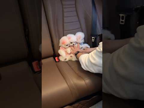 Tommy Seat in car ๐๐#pets #tommy #animallife #funny #cutepuppy #youtubeshorts #pets