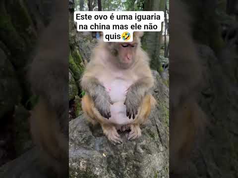 macaco rejeita ovo iguaria da china #notícias