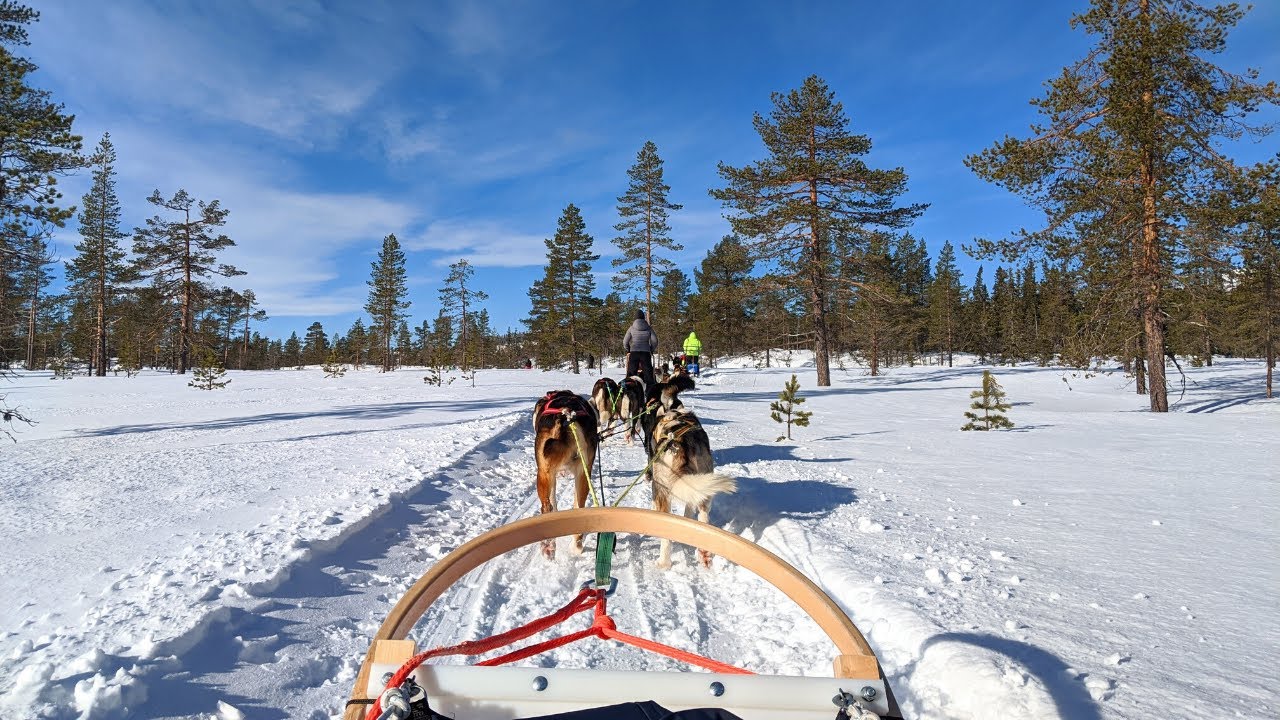 Experience Dog Sledding in Swedish Winter!