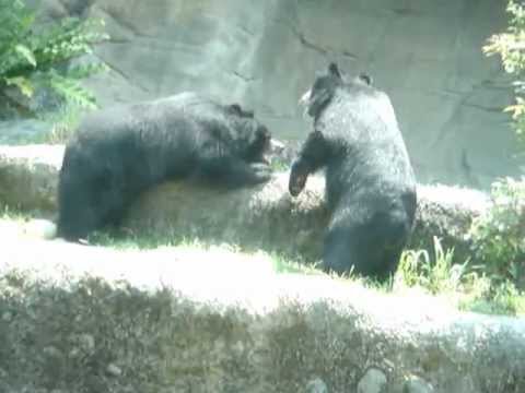 兩熊打架 - YouTube
