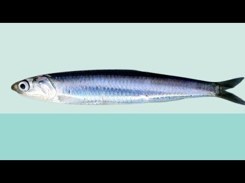 Cá cơm nguồn dưỡng chất dồi dào từ đại dương