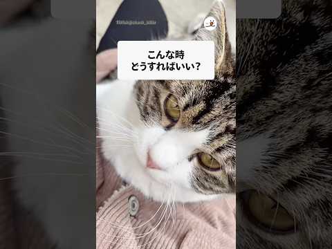 のら猫が勝手に膝に座って来て…|PECO #shorts