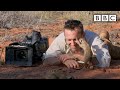 Meerkat Behavior and Adaptation