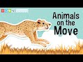 Animal Movement and Viewer Engagement