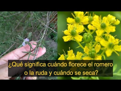 Que significa cuando florece el romero o la ruda y cuando se seca