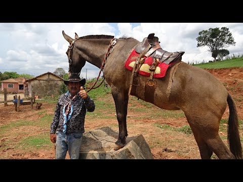 JOAQUIM DO ABÍLIO - ADESTRADOR DE MULAS