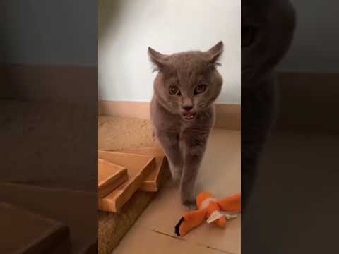 Rhythm cat!😺