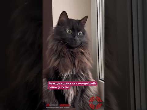 😢 Реакція котика на сьогоднішній ранок у Києві #київ #війнавукраїні #тварини