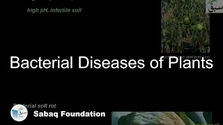 Bacterial Diseases of Plants