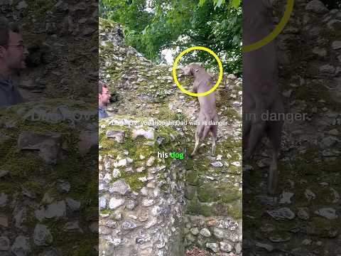 The dog thought his owner was in danger 😳❤️