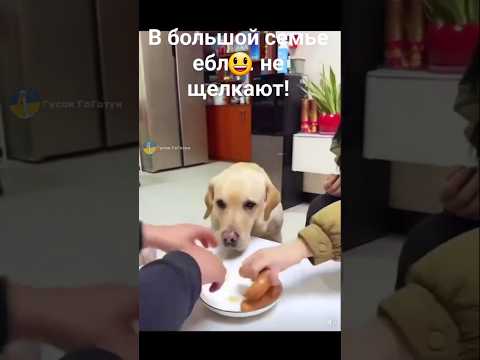 Ужин для лабрадора #настроение #прикол #юмор