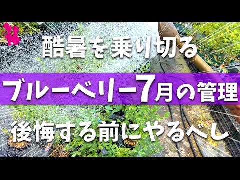 【暑過ぎ警報】ブルーベリー7月の管理で大事なポイントをプロ農家が実演解説