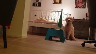 Dog Temptation Challange