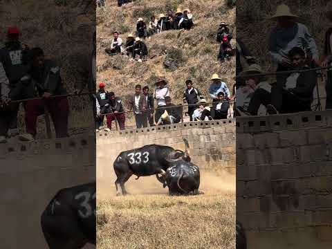 Bullfighting enthusiasts are always prosperous 79