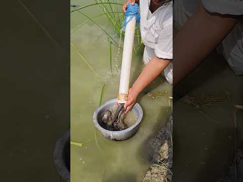 #fishlovers #fishing #fish #aquaculture #