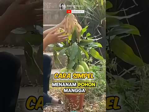 Education, How to Grow Mango Fruit at Home🌟🥭. Part #01 🌍 #shorts #short #unique