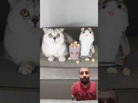 #cat #cute #funny #pets #catlover #animal #pet #cats #corgitoys #شفا