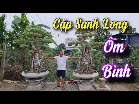 SH.9658. Cặp Sanh Long ôm lục bình chơi được đây anh em.