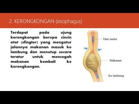 ALAT PENCERNAAN MANUSIA