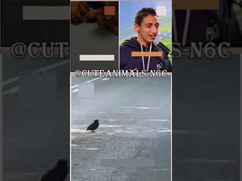 cute animals funny video trending shorts 🥰 #funnycomedyshort #cuteanimalsfunnyvideos #funnycomedy